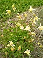 Sierra columbine, Aquilegia pubescens (prise a Cormatin)(2)